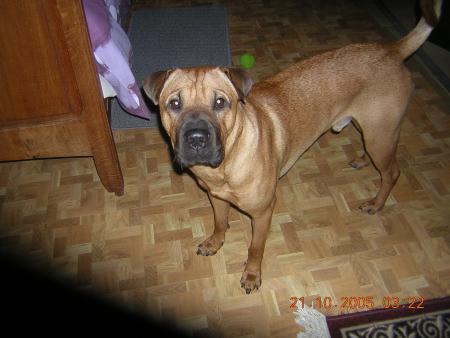 mon chien